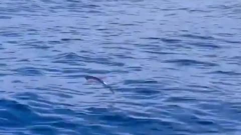 Flying fish