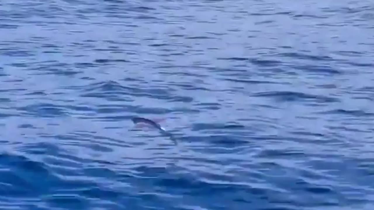 Flying fish