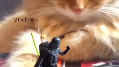 Cat Star Wars