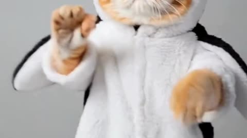Penguin Cat Dancing #cat #dancingcat #petdance #dancingpets #catdancer #dance #funny #penguin