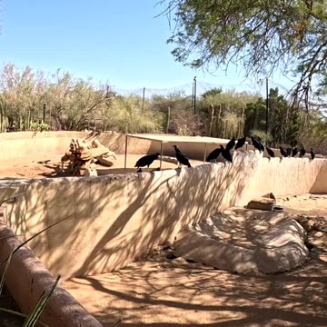 Wild Voltures and Boars at a Zoo in Hermosillo Sonora Mexico