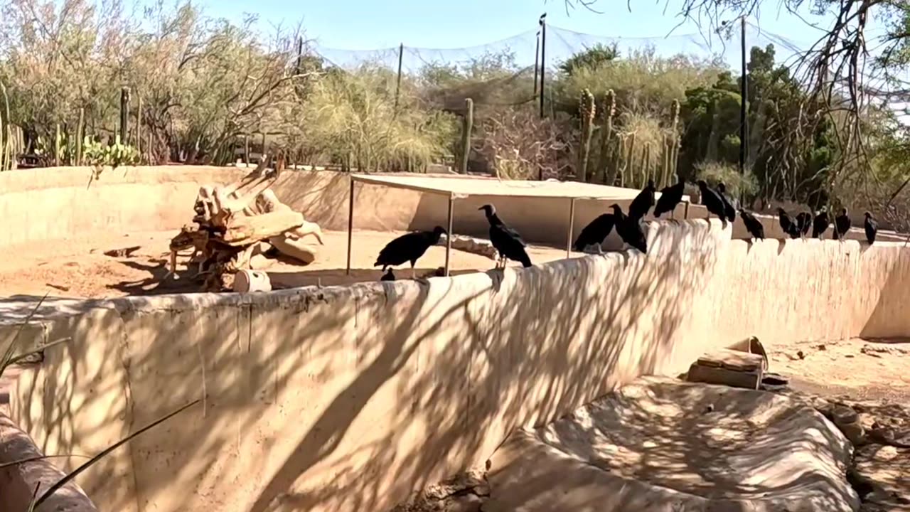 Wild Voltures and Boars at a Zoo in Hermosillo Sonora Mexico