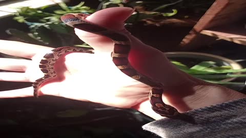 Baby python