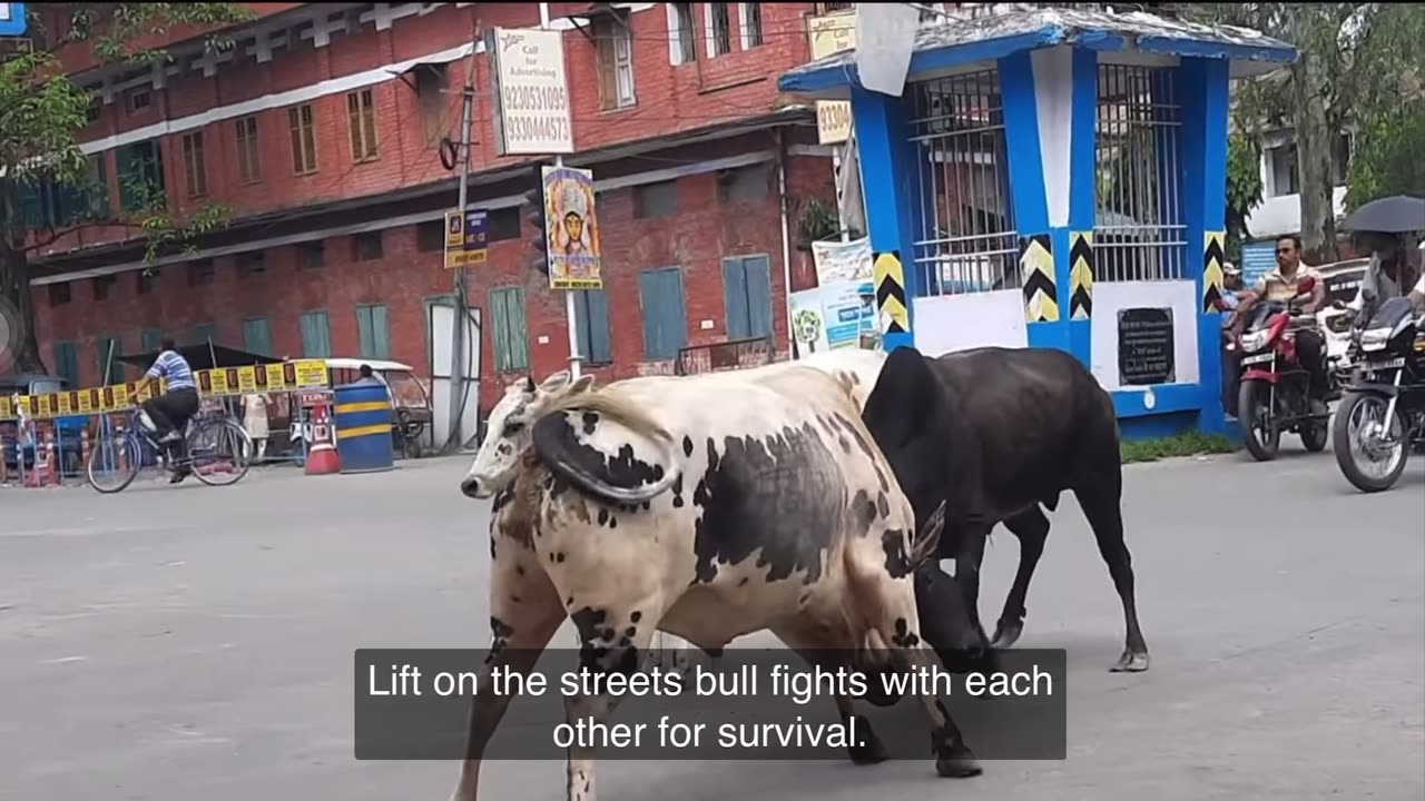 Bull fight on road