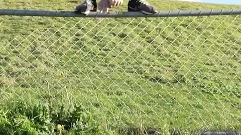 How do animals cross fences?😂😂😂😂😂😂🤣🤣🤣🤣