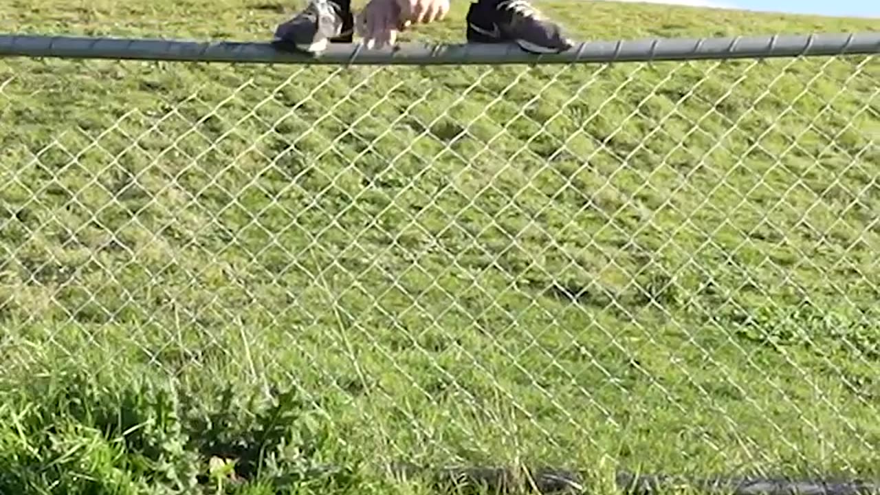 How do animals cross fences?😂😂😂😂😂😂🤣🤣🤣🤣