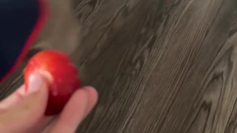 funny pet