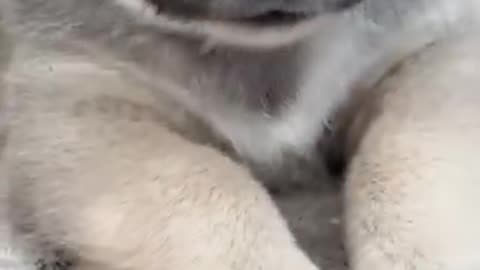 cute little doggy