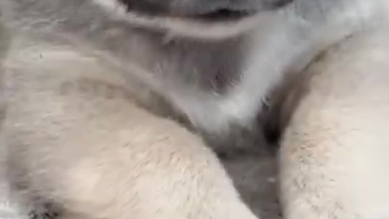 cute little doggy