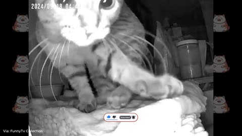 cats home alone and hilarious