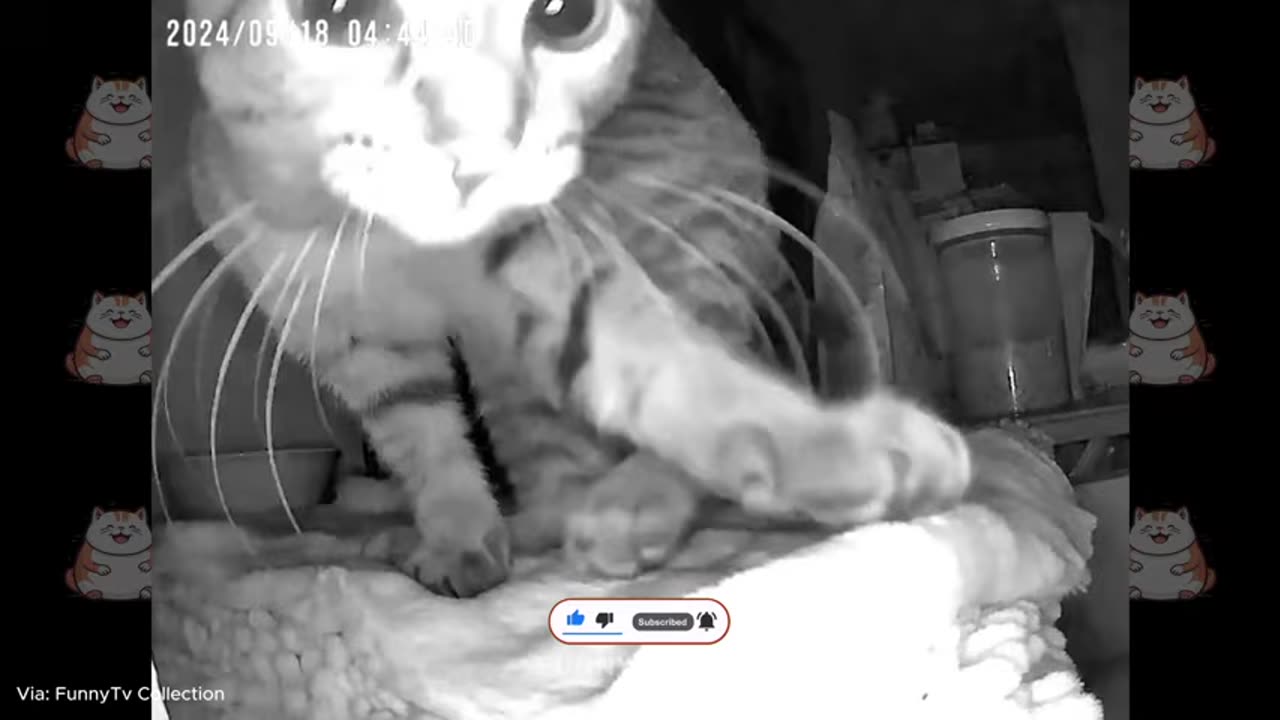 cats home alone and hilarious