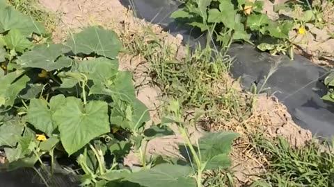 Maximiza tu Cosecha de Pepinos con Malla Tutora