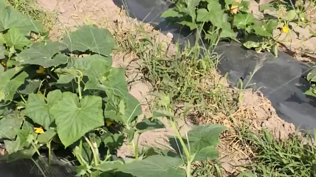 Maximiza tu Cosecha de Pepinos con Malla Tutora