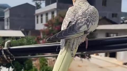 Beautiful bird
