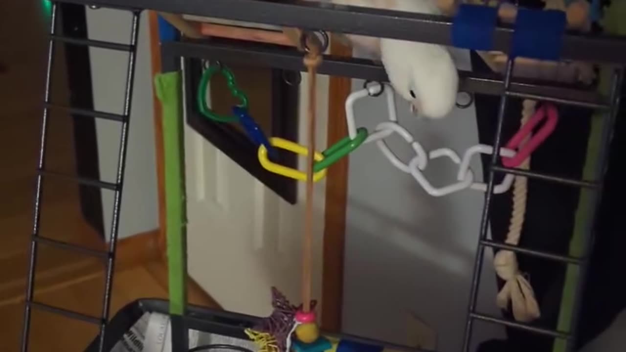 Cockatoo Has Some Tricks