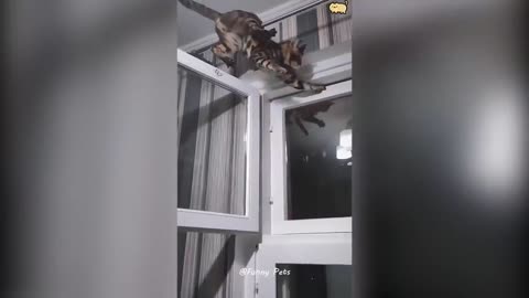 Dogs & Cats Being Absolute Jokers – The Best of the Best!