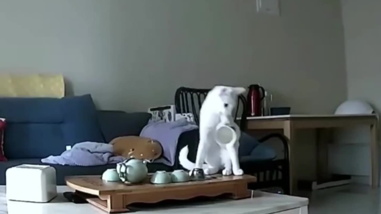 Cats.. 🤦♂️
