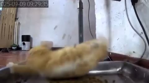 😱🍔 Attack of the Killer Foods! | FunFM