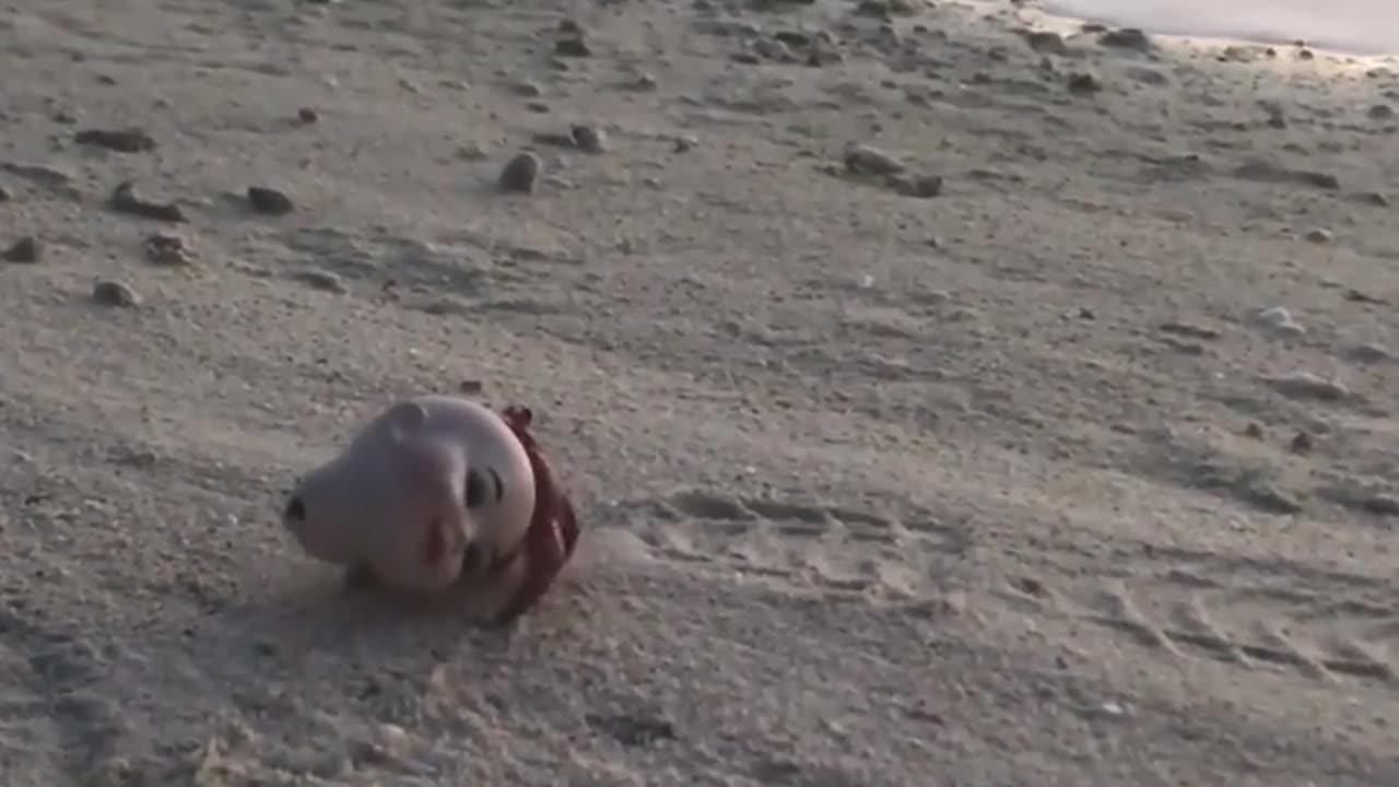 🐚👻 The Disturbing Hermit Crab Using an Old Doll Head as a Shell | TheHauntingHour