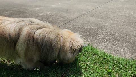 Gruffalo protects the house from a scary fluff
