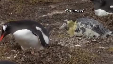 5 Funny best animal Fart Video