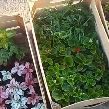 Misterios en mi barrio - ¡Un gato volador y una serpiente mutante!