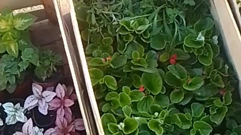 Misterios en mi barrio - ¡Un gato volador y una serpiente mutante!