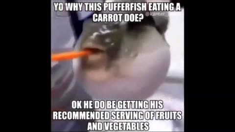 Pufferfish Eating Carrot Meme Compilation