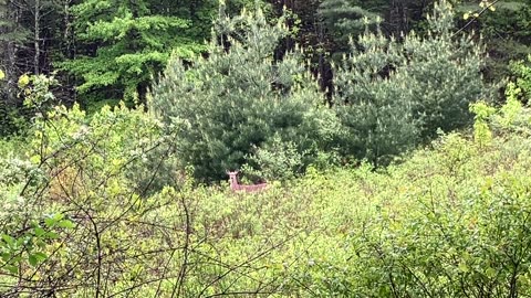 Deer standing perfectly still with her baby under her 🦌 #Deer #fawn