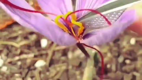 #Bharat Mein Hone Wale 10 Sabse Mahange #kheti 👌👌🫡🫡