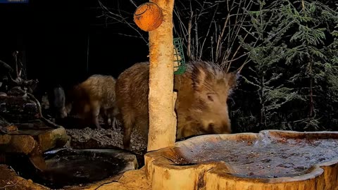 Mysterious situation: what scared the wild boar? 🐗 😂