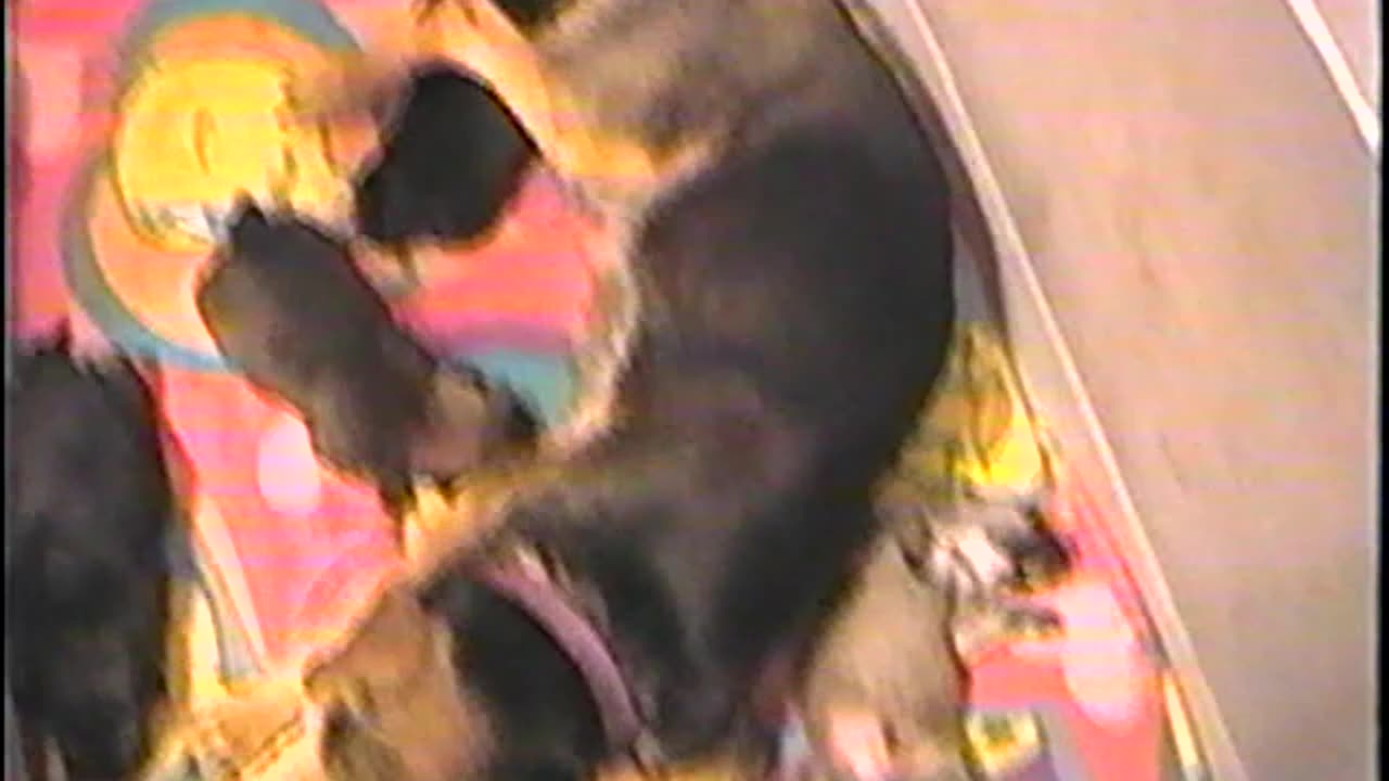 2002-VA-Puppies-5