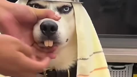 FUNNY ANIMAL VIDEO 🤣🤣🤣