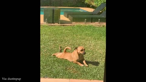 Funniest ANIMAL Videos That’ll Instantly Boost Your Mood