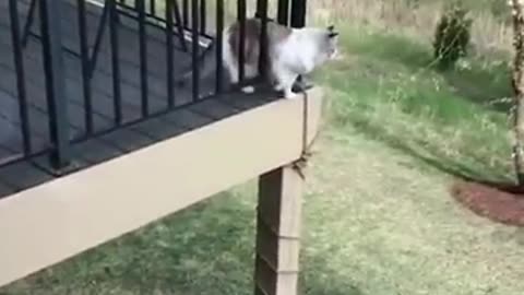 Funniest Animals 🐧 - Awesome Funny Animals