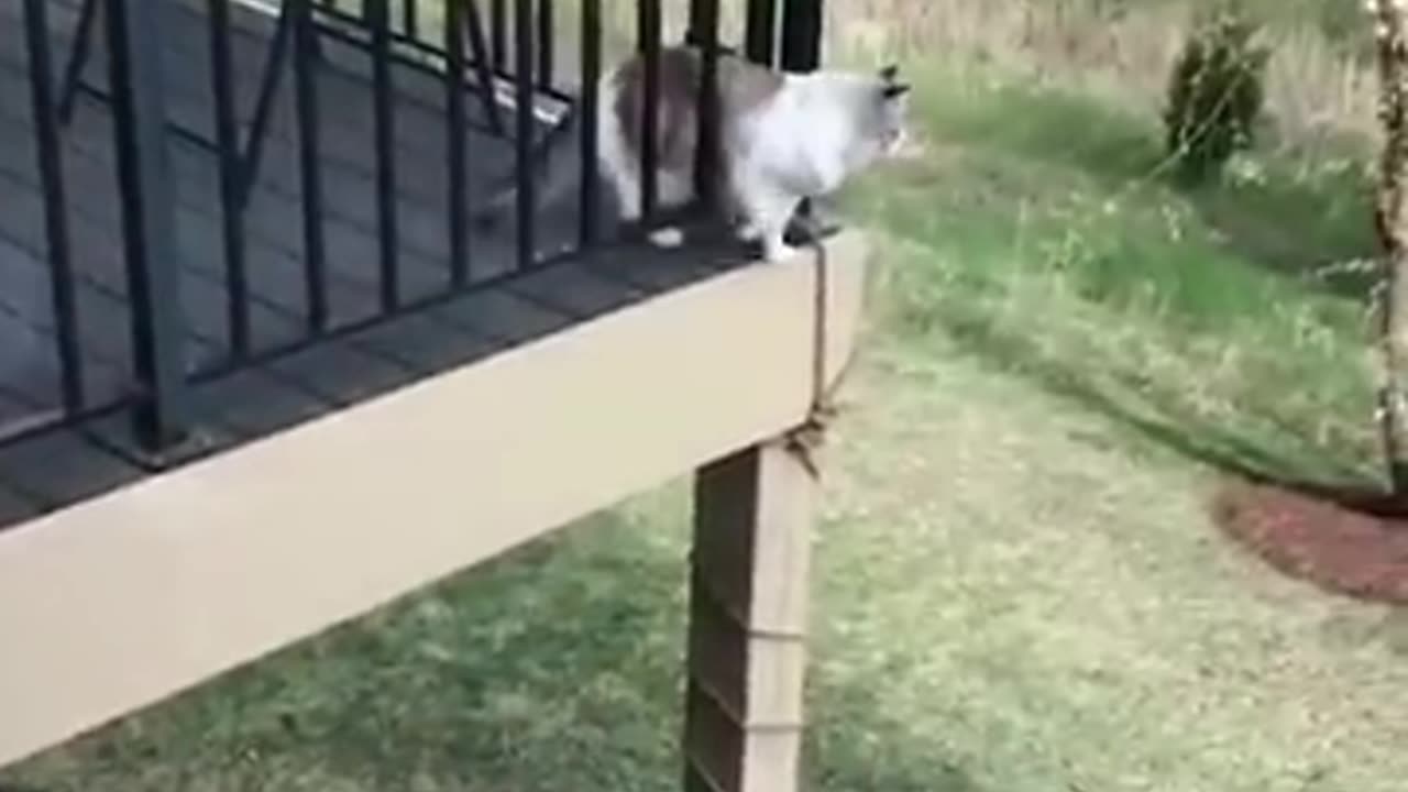 Funniest Animals 🐧 - Awesome Funny Animals