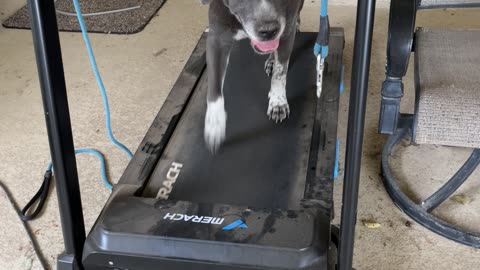 Dog Rehabilitation using Treadmill