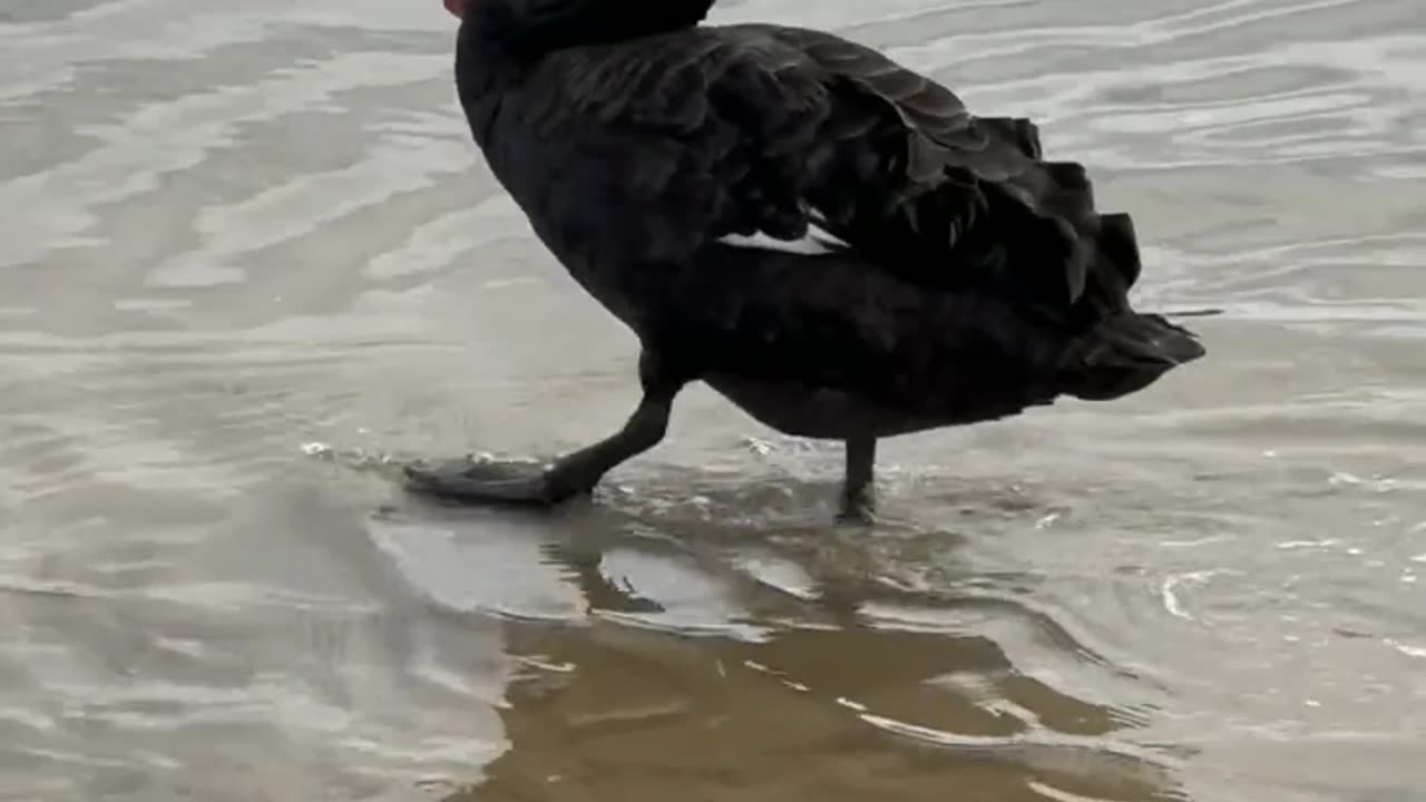 A black swan is walking on the water