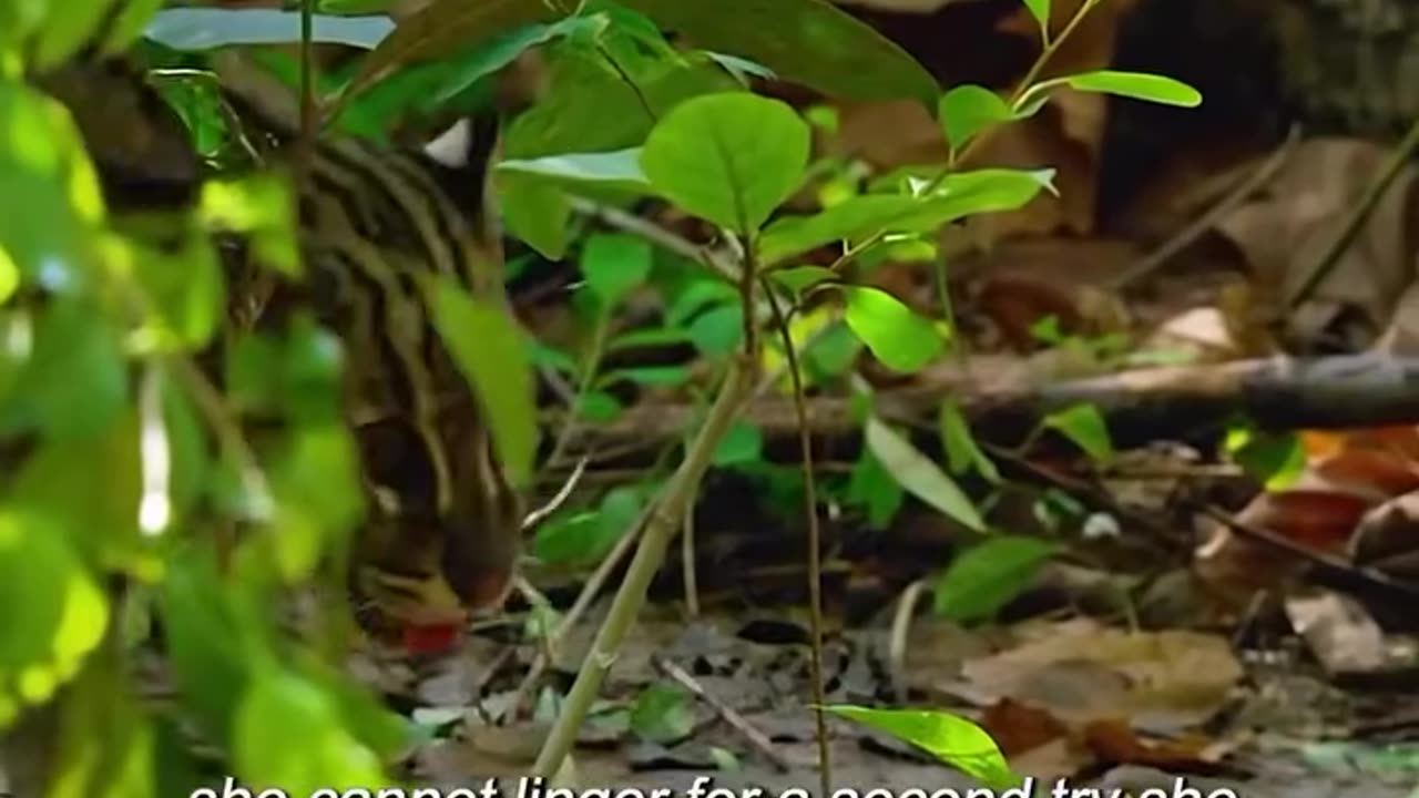 Wild cat goes fishing