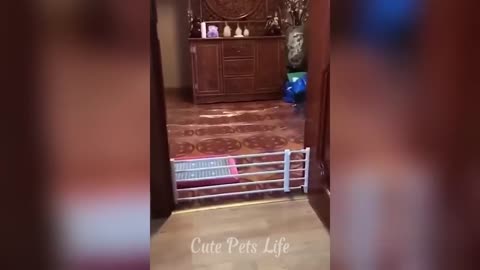 TRY NOT TO LAUGH 😆 Best Funny Videos Compilation 😂😁😆 Memes