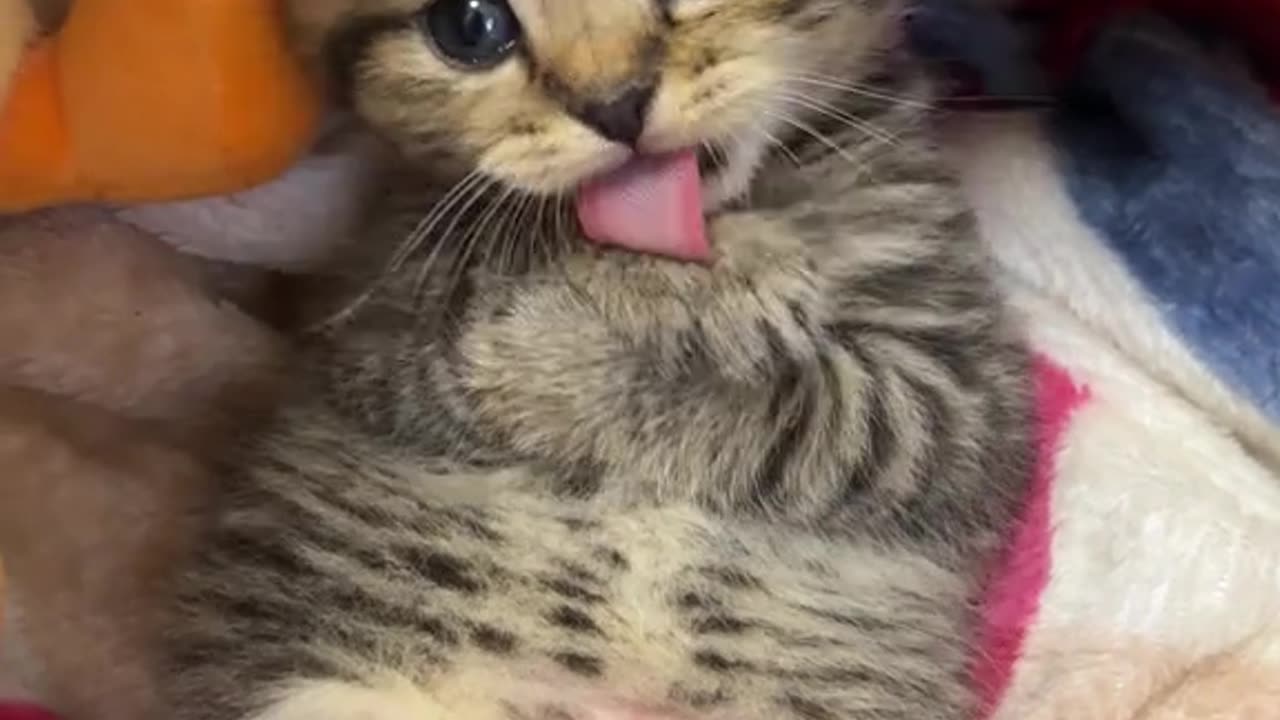 The Cutest Thing You’ll See Today! 🐱✨