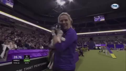 Nimble is first mixed-breed to win Westminster Agility Race completing it in under 30 seconds