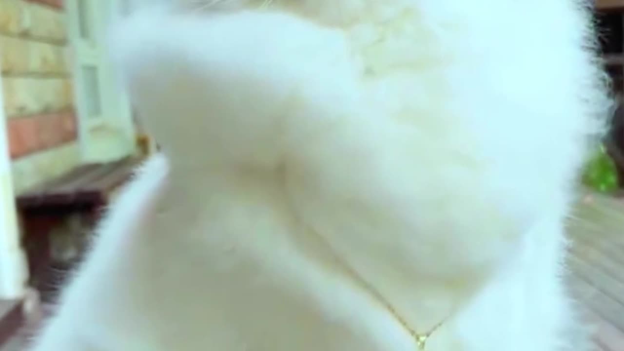 Sweet Angel Cat Pure Purrfection (Short, sweet, and emphasizes the cat's angelic nature)