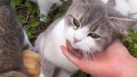 Cat Has An Existential Crisis