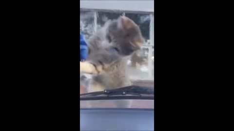 Funny animal videos 2023 - Funny cats/dogs - Funny animals -Part82/Haypyy Pett