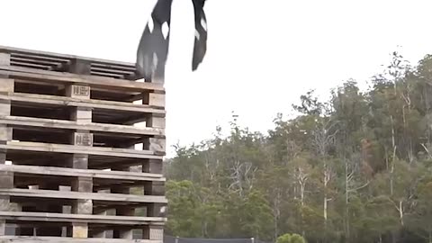 if animals did Parkour