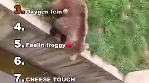 Dumb Creatures