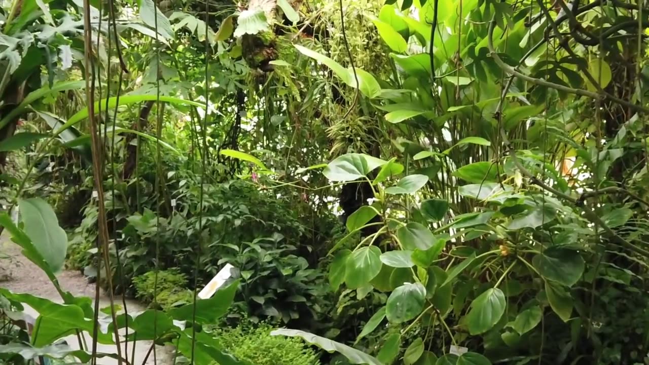 Amazon Forest in 4K | Nature's Serenity & Wildlife Sounds 🐒🦜🌊