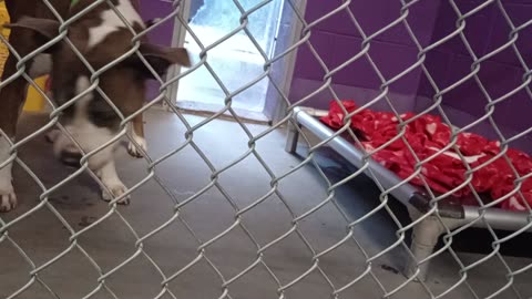 Amaya 4y Pet Id 948903 kennel 17 HSSAZ shelter2025912467