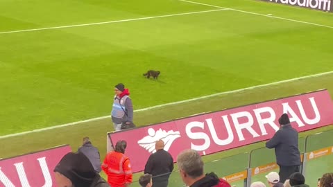 Cat Runs Across Football Pitch